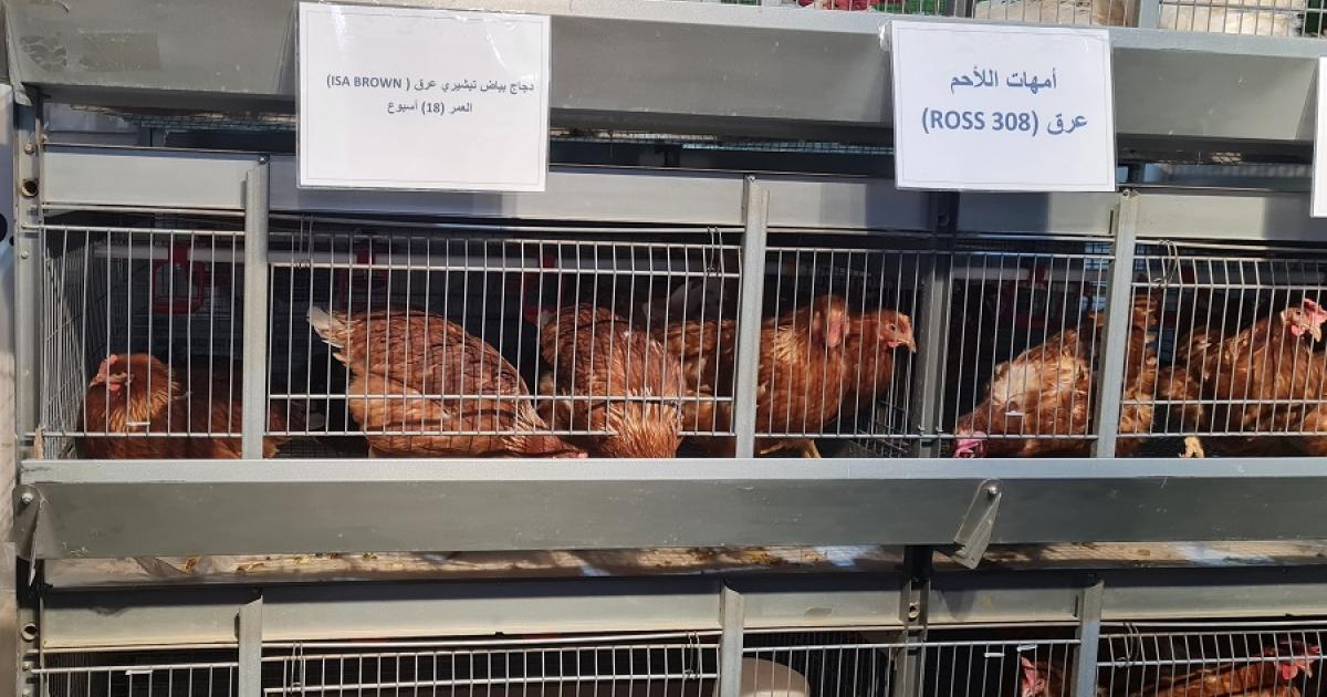فتح استيراد المنتجات الحيوانية يزعزع قطاع الدواجن في العراق