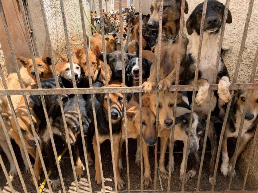 Trois millions de chiens errants dans les rues du Maroc