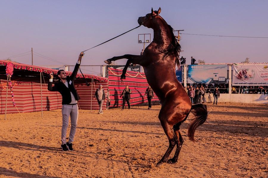 لـ "خيول غزة" نصيب من معاناة القطاع