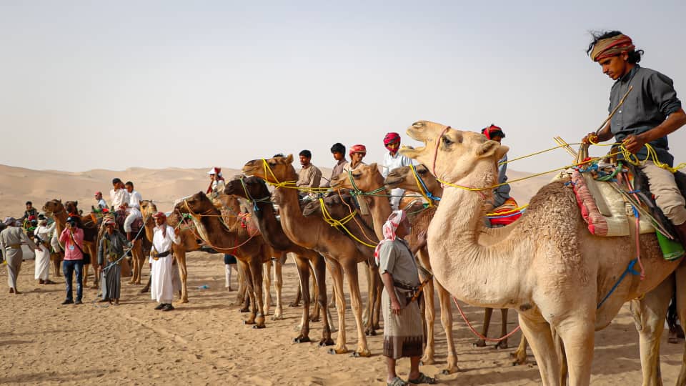 تشكل الجِمال عنصرا مهماً في مهرجان تراث عسيلان.