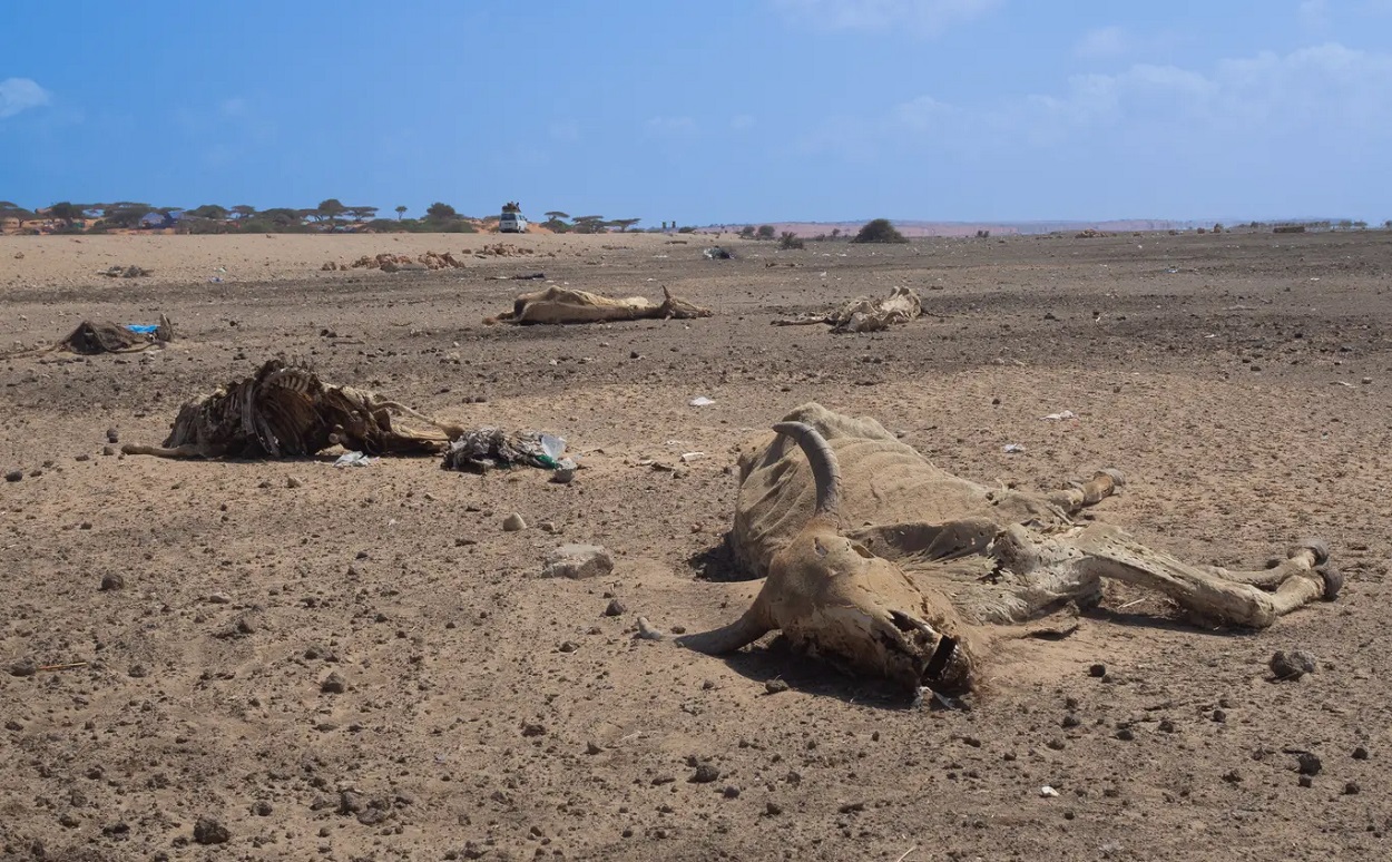 Somalia’s worst drought_نديندنت_3070346.jpg