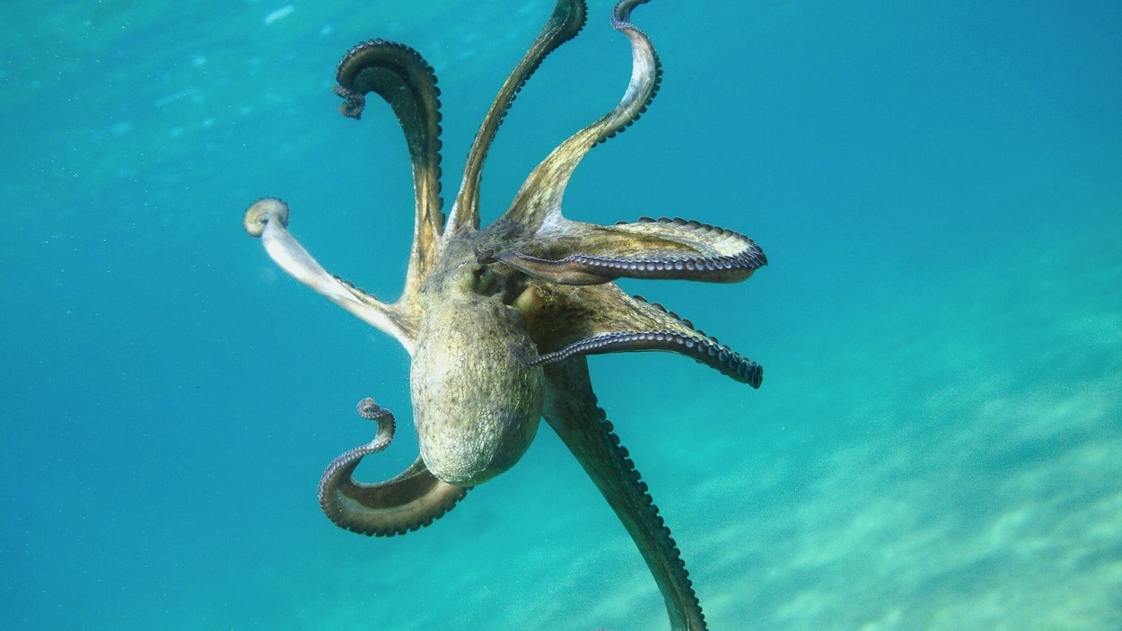 Octopuses have around 500 million neurons in their body_EG4A.jpg