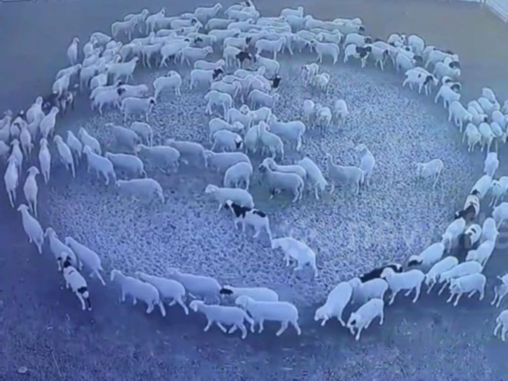 Sheep-herd_tw.jpg