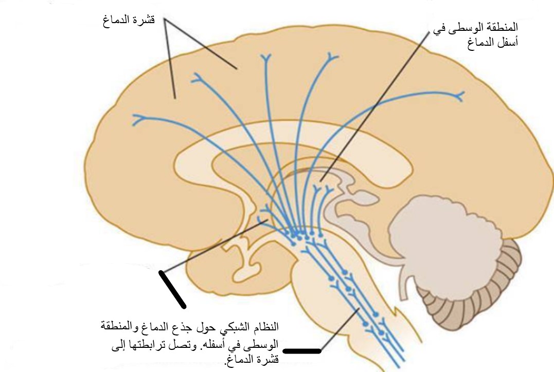 رسم مبسط عن شبكة ربط محورية في الدماغ وتتولى ضبط إيقاع أعماله أيضاً 