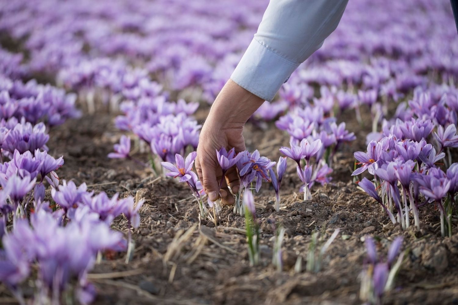 Saffron in Tunisia.jpg