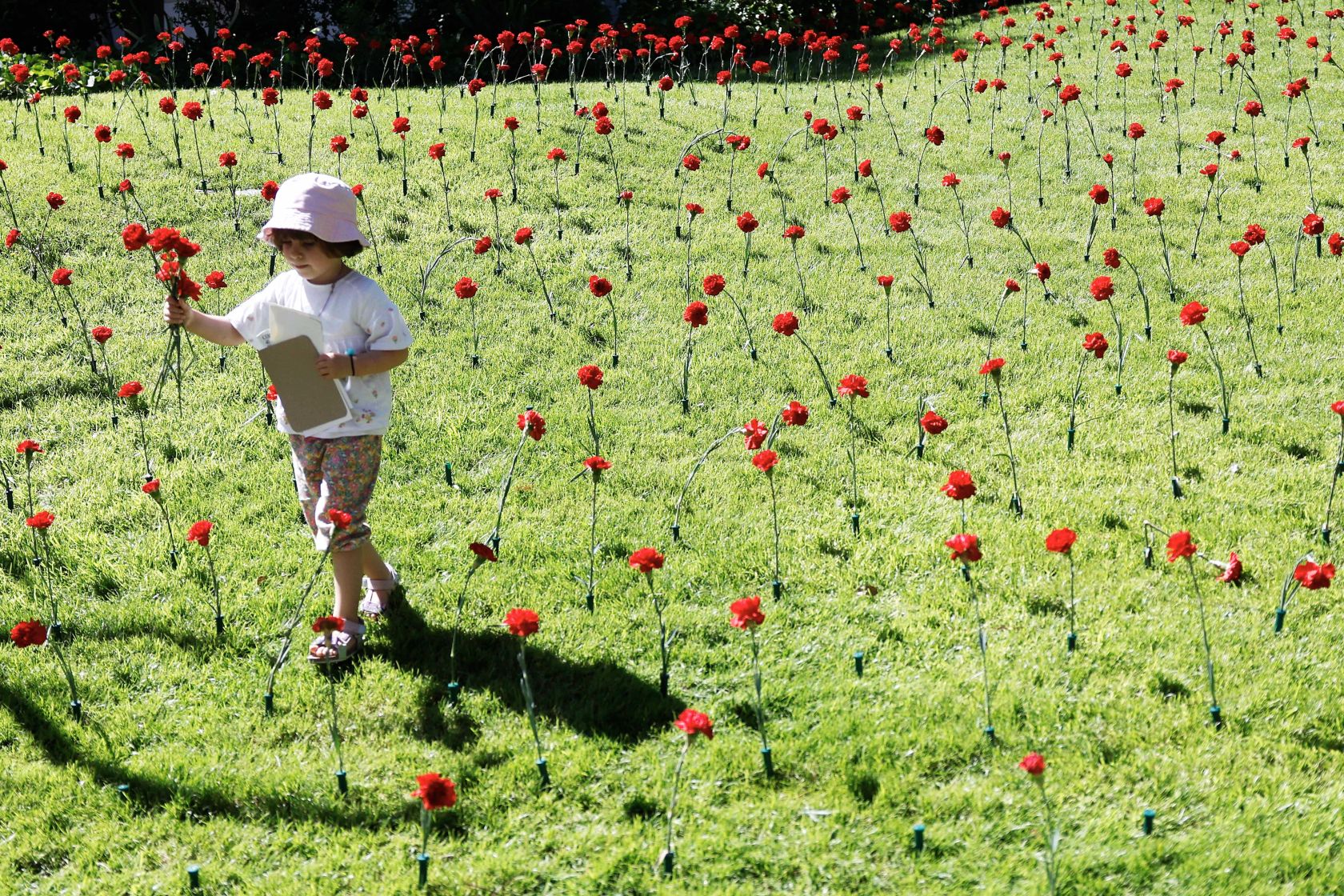 CARNATION-REVOLUTION-FLOWERS.jpg