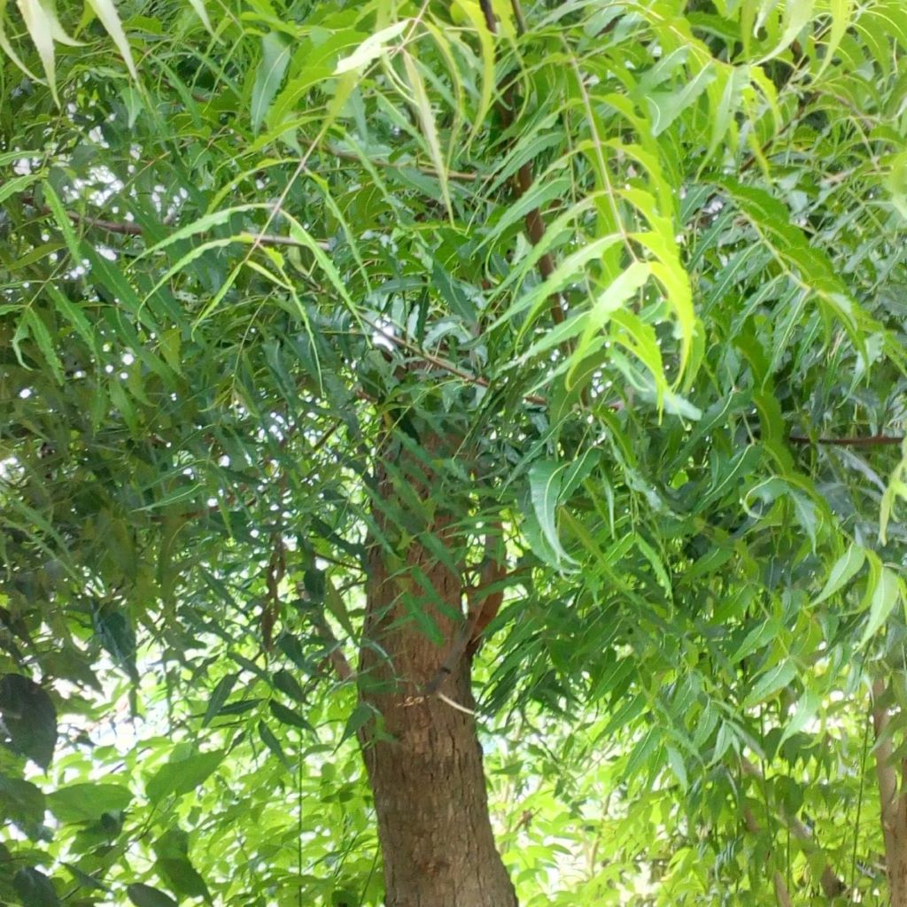 interesting-facts-about-the-neem-tree.jpg