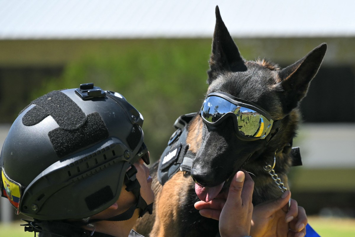 AFP__20240603__34UT68V__v2__Preview__EcuadorMilitaryDogsCondecoration.jpg