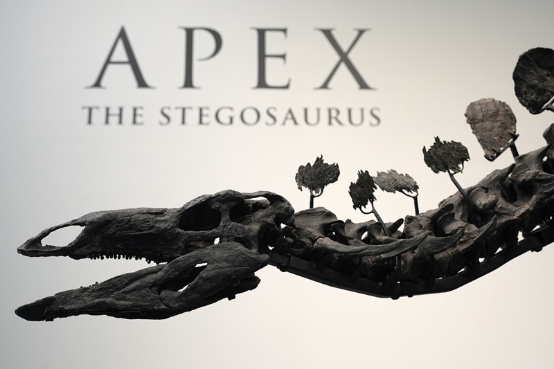 stegosaurus skeleton 2 ap.jpg