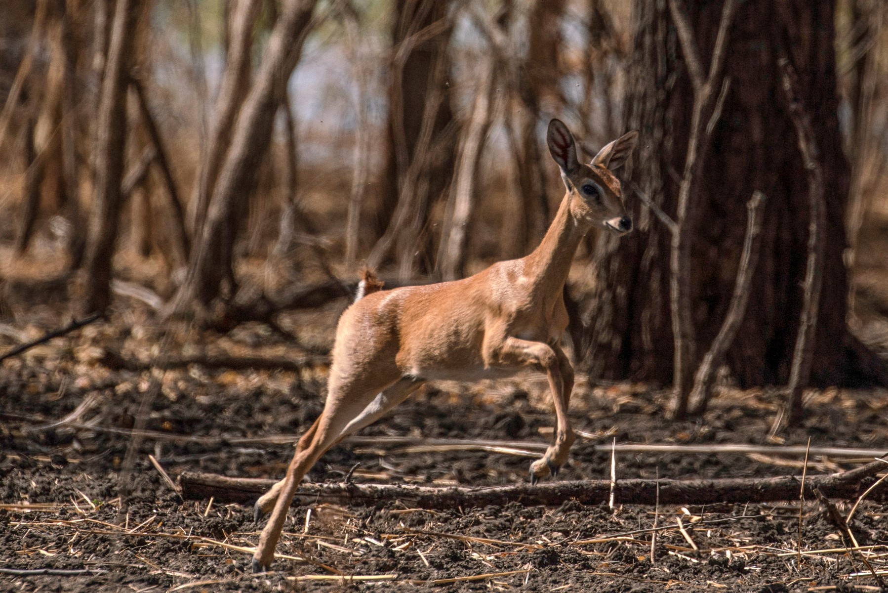 AFP__20210419__97N4M8__v1__Preview__SudanNatureAnimalConservation.jpg