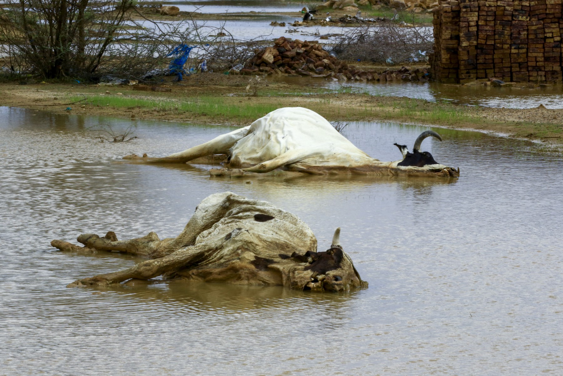 AFP__20200806__1WB9JB__v3__Preview__SudanFloods.jpg