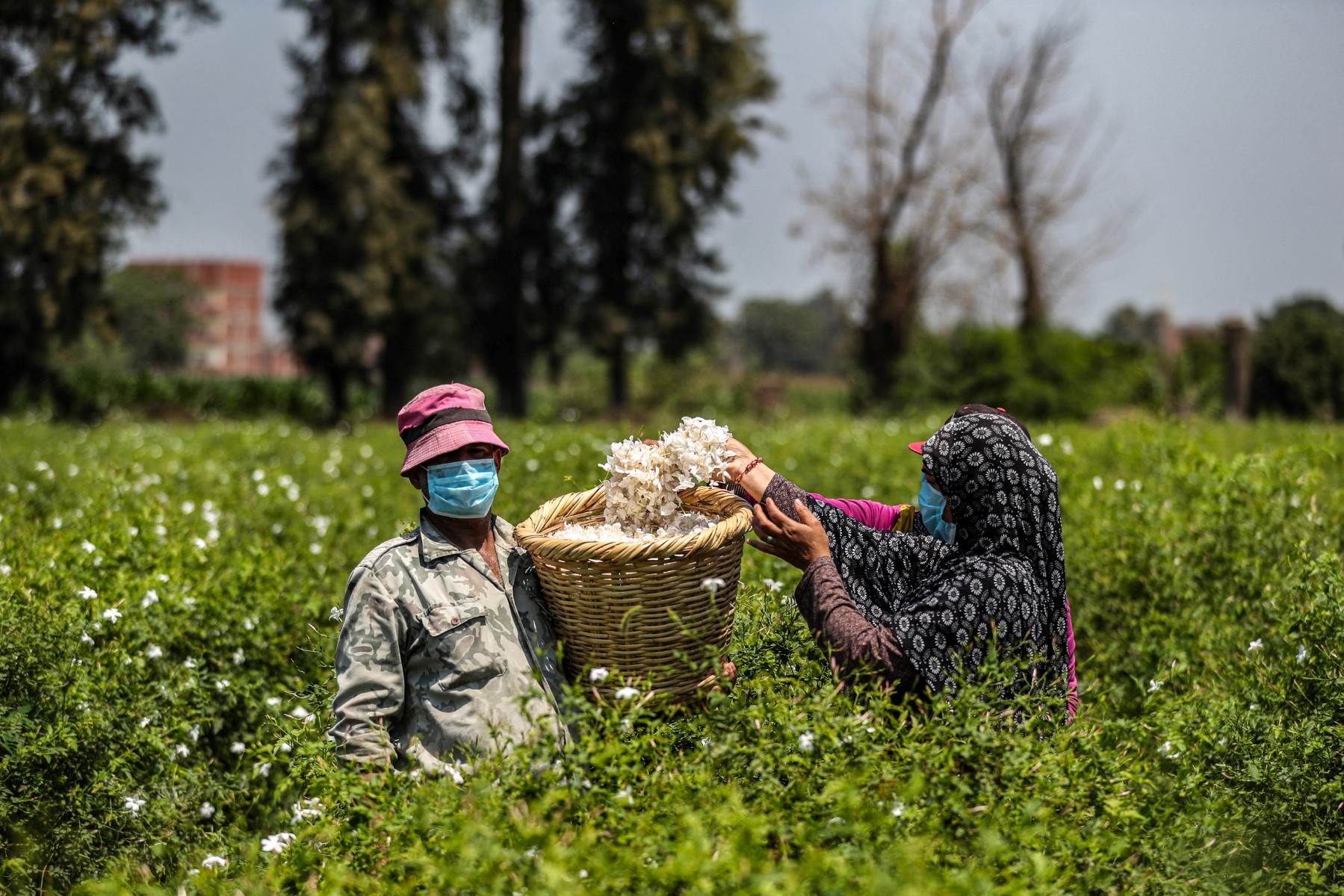 AFP__20200825__1VX86D__v1__Preview__EgyptAgricultureJasmine.jpg