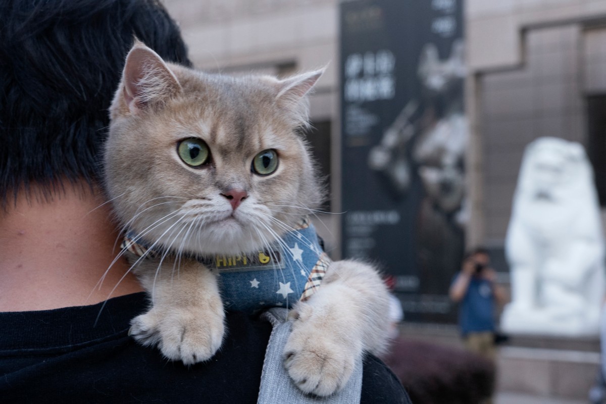 AFP__20240728__366F2N3__v2__Preview__ChinaPetsMuseumLifestyle.jpg