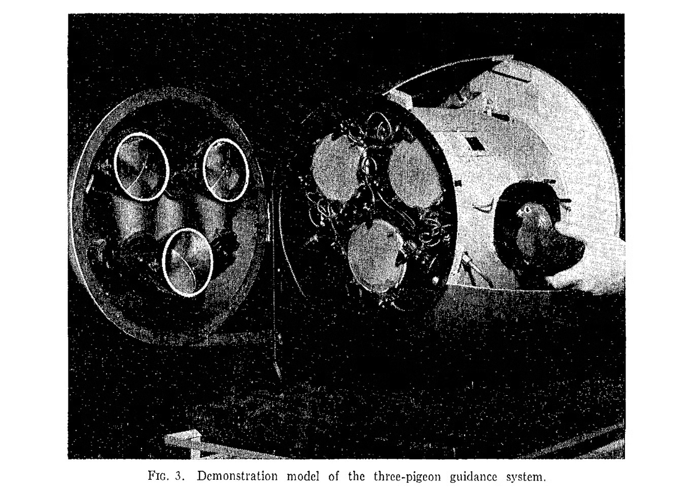 نموذج للعرض من جهاز توجيه يعمل بواسطة ثلاث حمامات مدربة على المساعدة في قيادة الصواريخ. في وقت لاحق، جرى التخلي عن هذا المشروع (ب. أف. سكينر) 