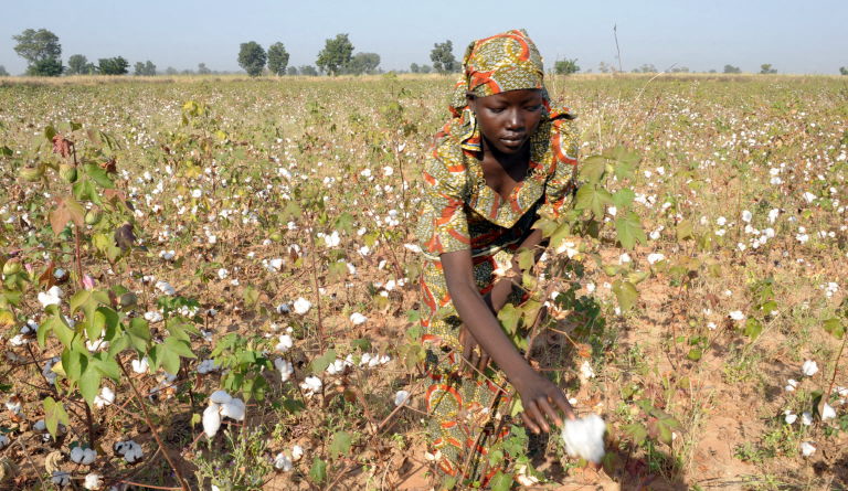 AFP__20081115__Par2267478__v1001__Preview__CameroonAgricultureCotton.jpg