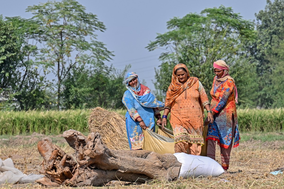 AFP__20241013__36JY8JZ__v1__Preview__PakistanAgricultureLabourWomen.jpg