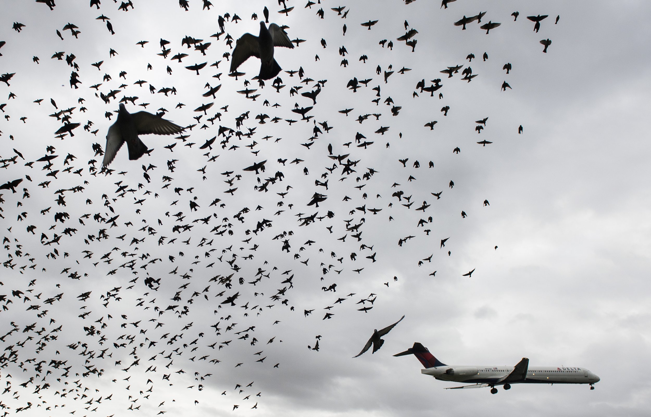 drone-herds-birds-away-planes.jpg