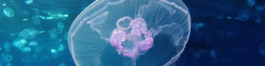 eebabo-moon-jellyfish-4000x1000.jpg